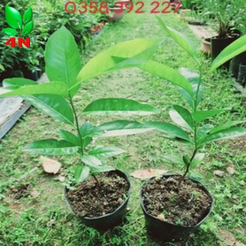 CÂY HỒNG SOCOLA