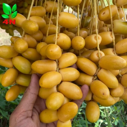 Trái Chà Là Barhee Vàng3