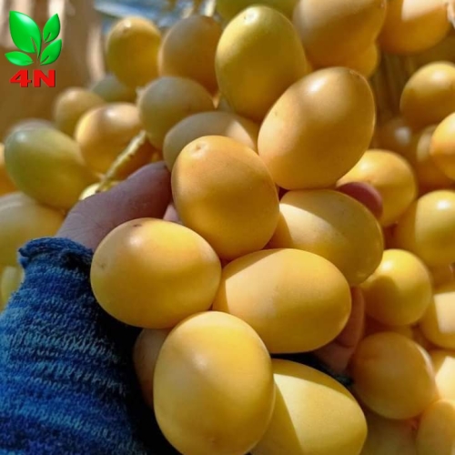 CHÀ LÀ CẤY MÔ HÀNG CỐC