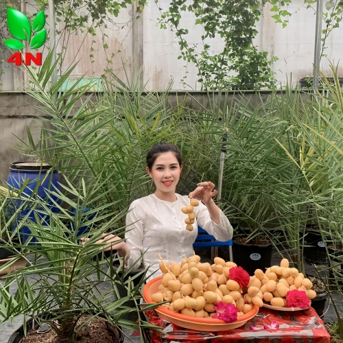 Trái Chà Là Barhee Vàng3