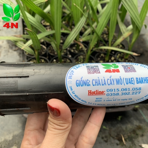 CHÀ LÀ CẤY MÔ HÀNG CỐC