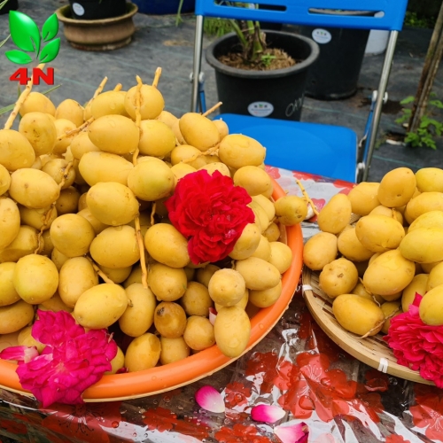 CHÀ LÀ CẤY MÔ HÀNG CỐC