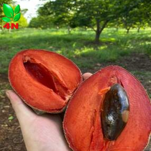 Trái Hồng Xiêm Ruột Đỏ Khổng Lồ