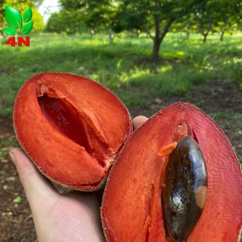HỒNG XIÊM RUỘT ĐỎ KHỔNG LỒ