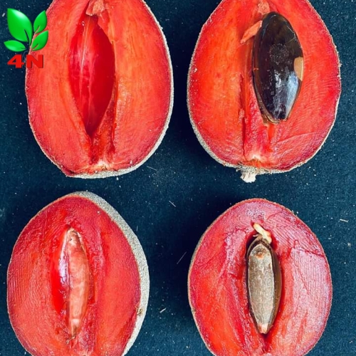 Trái Hồng Xiêm Ruột Đỏ Khổng Lồ