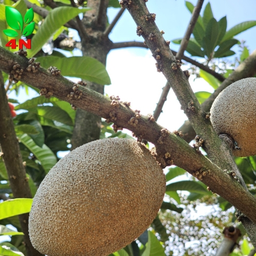 HỒNG XIÊM RUỘT ĐỎ KHỔNG LỒ