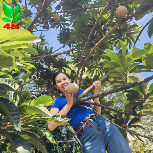 HỒNG XIÊM RUỘT ĐỎ KHỔNG LỒ