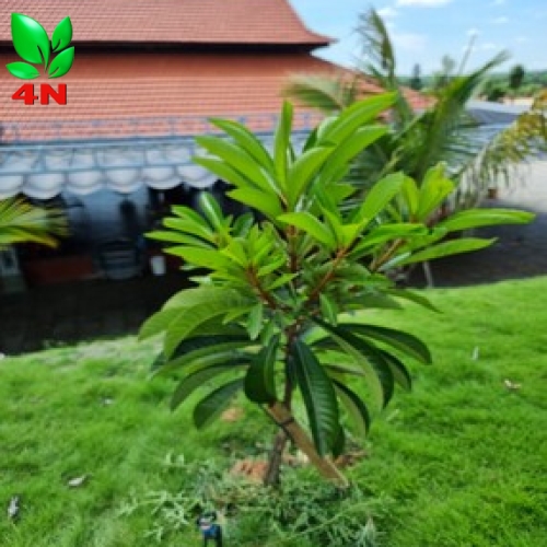 Cây Hồng Xiêm Ruột Đỏ ghép cành