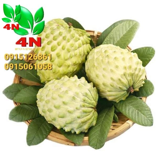 Trái Na Dứa Đài Loan