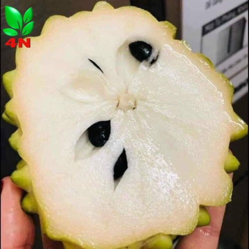Trái Na Dứa Đài Loan