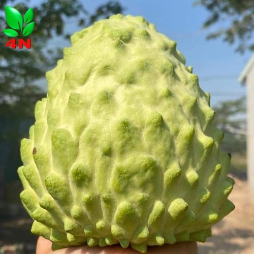 Trái Na Dứa Đài Loan