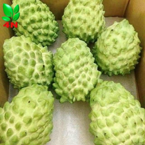 Trái Na Dứa Đài Loan